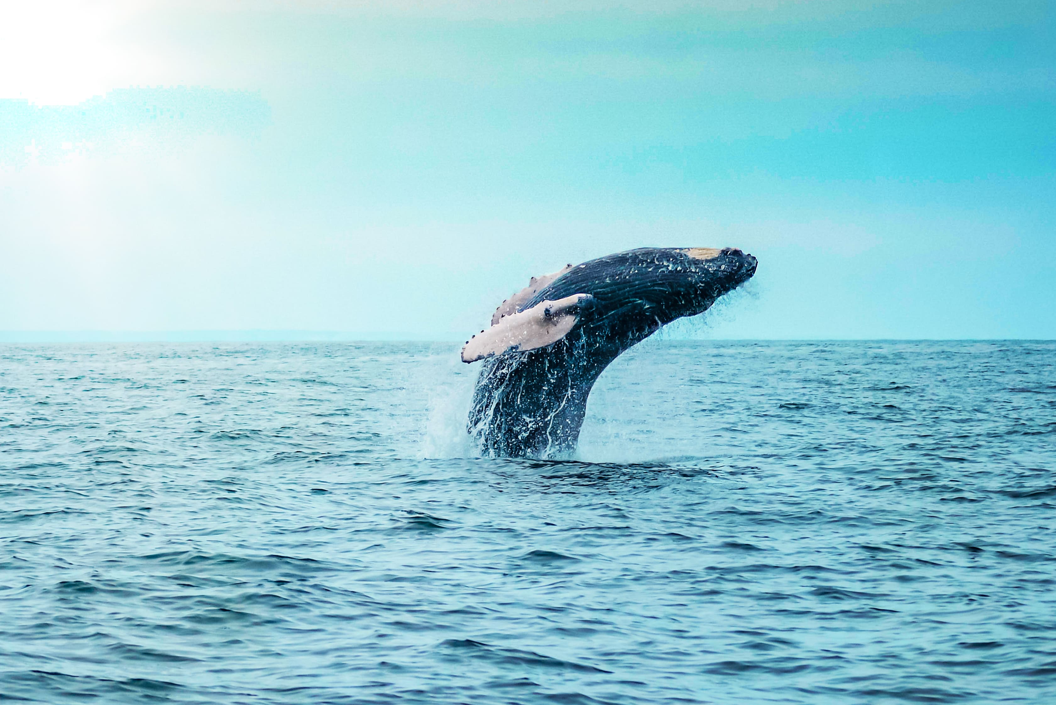 SPONDYLUS EXPEDITION  8D / 7N MANTA - MANTA